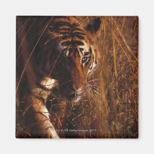 Bengal Tiger Magnet