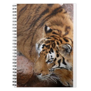 Bengal Tiger Notebook