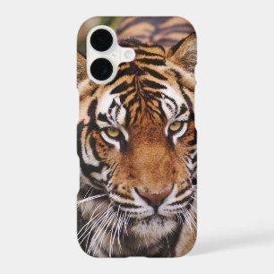 Bengal Tiger, Panthera tigris