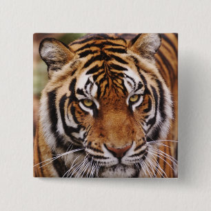 Bengal Tiger, Panthera tigris 15 Cm Square Badge