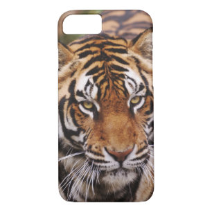 Bengal Tiger, Panthera tigris iPhone 8/7 Case