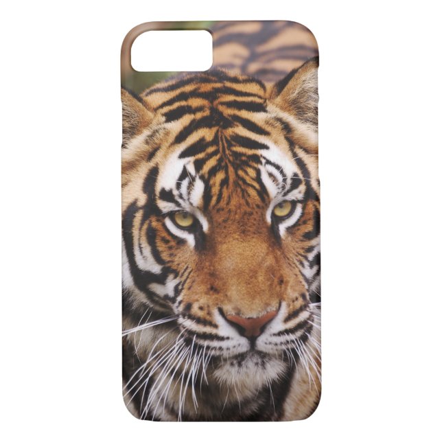 Bengal Tiger, Panthera tigris Case-Mate iPhone Case (Back)