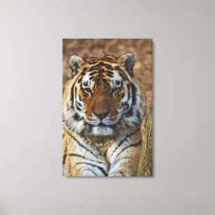 Bengal Tiger, Panthera tigris, Louisville Zoo, Canvas Print