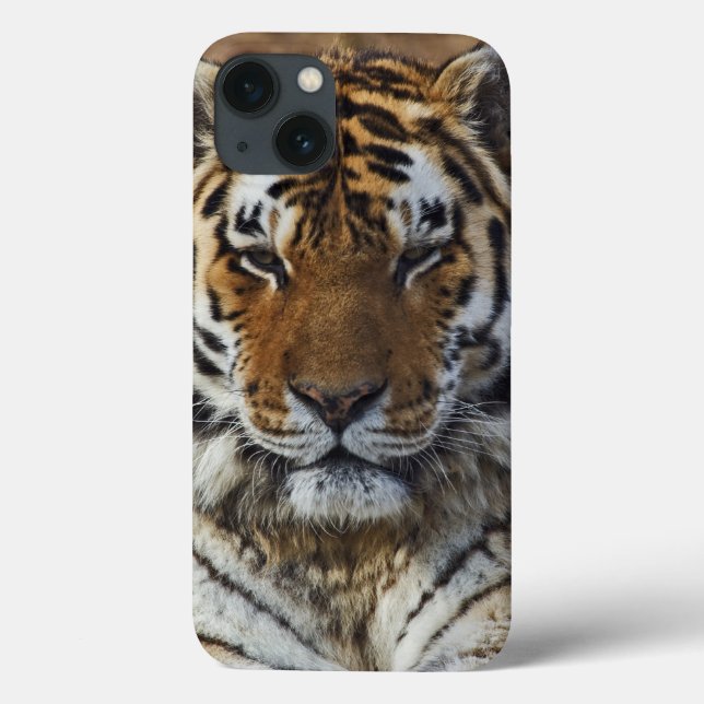 Bengal Tiger, Panthera tigris, Louisville Zoo, Case-Mate iPhone Case (Back)