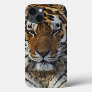 Bengal Tiger, Panthera tigris, Louisville Zoo, iPhone 13 Case