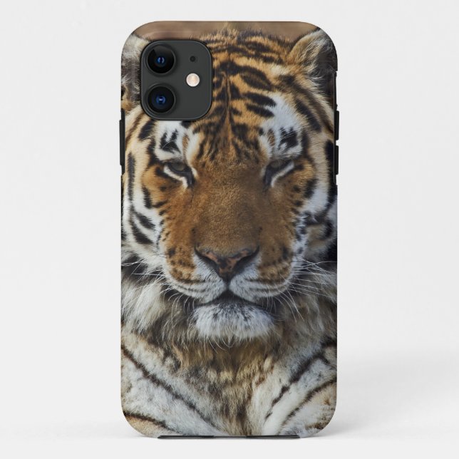 Bengal Tiger, Panthera tigris, Louisville Zoo, Case-Mate iPhone Case (Back)