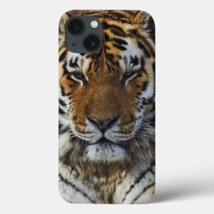 Bengal Tiger, Panthera tigris, Louisville Zoo, iPhone 13 Case