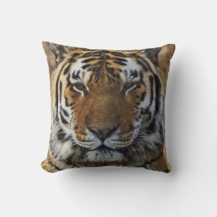 Bengal Tiger, Panthera tigris, Louisville Zoo, Cushion