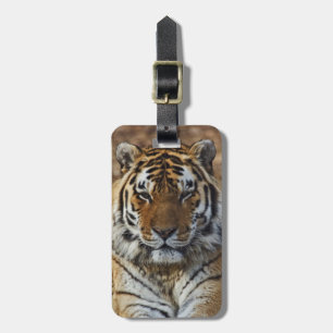 Bengal Tiger, Panthera tigris, Louisville Zoo, Luggage Tag