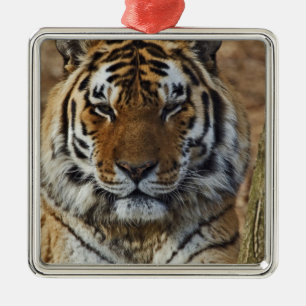 Bengal Tiger, Panthera tigris, Louisville Zoo, Metal Tree Decoration