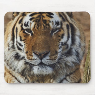 Bengal Tiger, Panthera tigris, Louisville Zoo, Mouse Mat