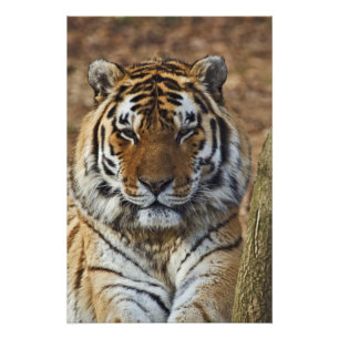 Bengal Tiger, Panthera tigris, Louisville Zoo, Photo Print