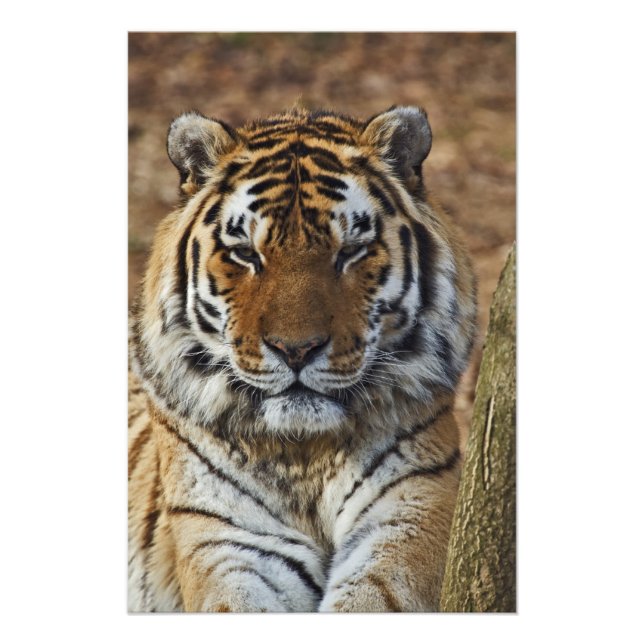 Bengal Tiger, Panthera tigris, Louisville Zoo, Photo Print (Front)