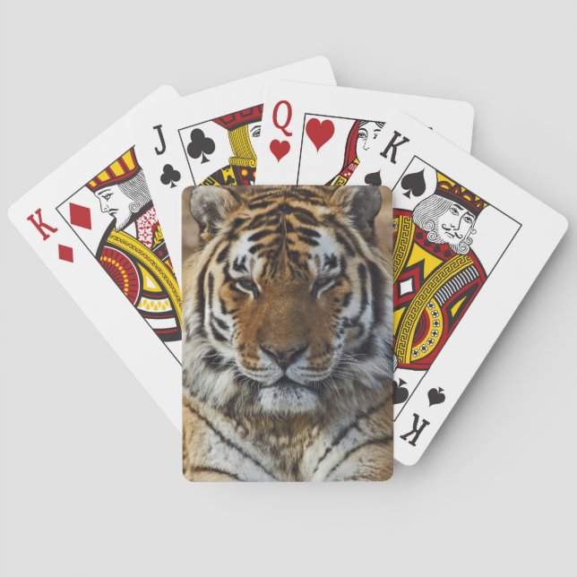 Bengal Tiger, Panthera tigris, Louisville Zoo, Playing Cards (Back)