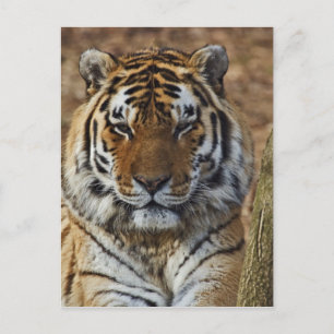 Bengal Tiger, Panthera tigris, Louisville Zoo, Postcard