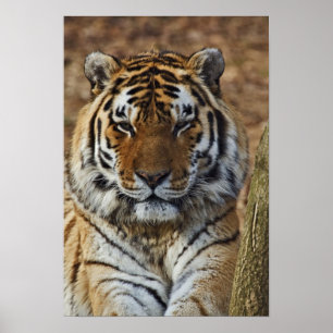 Bengal Tiger, Panthera tigris, Louisville Zoo, Poster