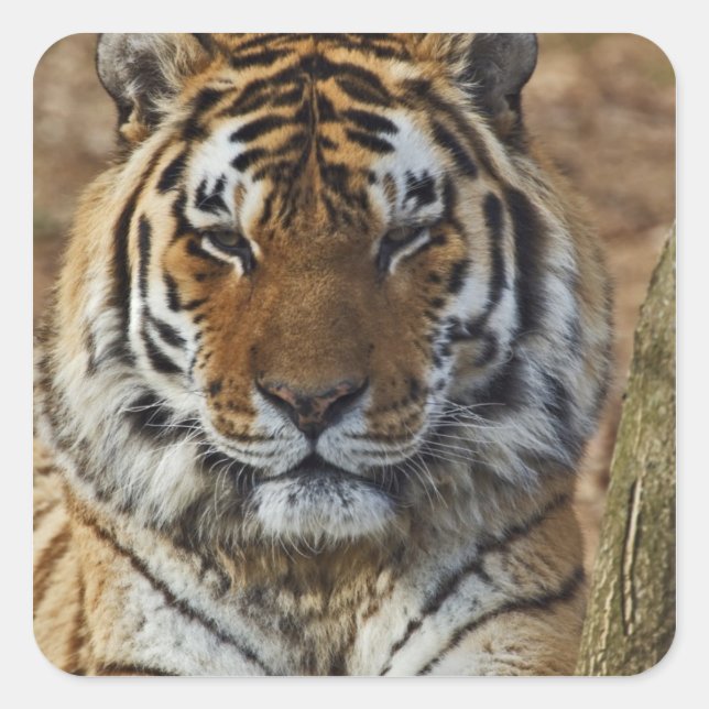 Bengal Tiger, Panthera tigris, Louisville Zoo, Square Sticker (Front)