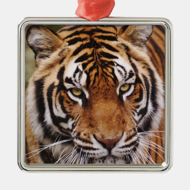 Bengal Tiger, Panthera tigris Metal Tree Decoration (Front)