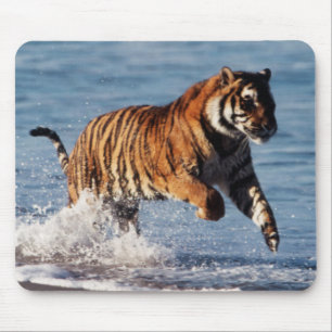 Bengal Tiger (Panthera Tigris) Mouse Mat