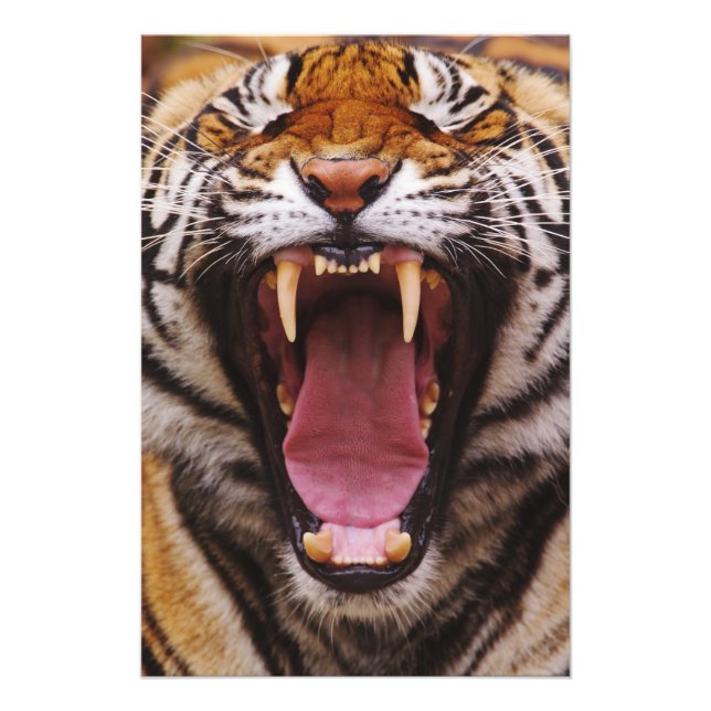 Bengal Tiger, Panthera tigris Photo Print (Front)