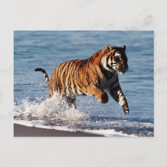Bengal Tiger (Panthera Tigris) Postcard (Front)
