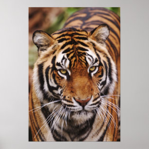 Bengal Tiger, Panthera tigris Poster