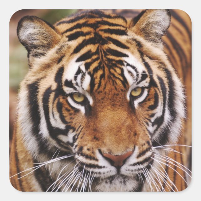 Bengal Tiger, Panthera tigris Square Sticker (Front)
