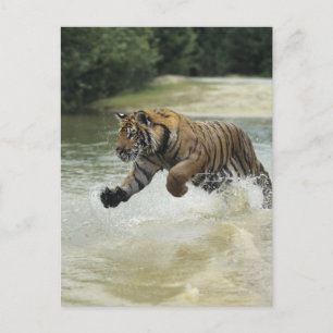 Bengal tiger (Panthera tigris tigris) charging Postcard