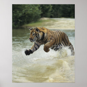 Bengal tiger (Panthera tigris tigris) charging Poster