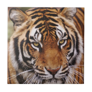 Bengal Tiger, Panthera tigris Tile