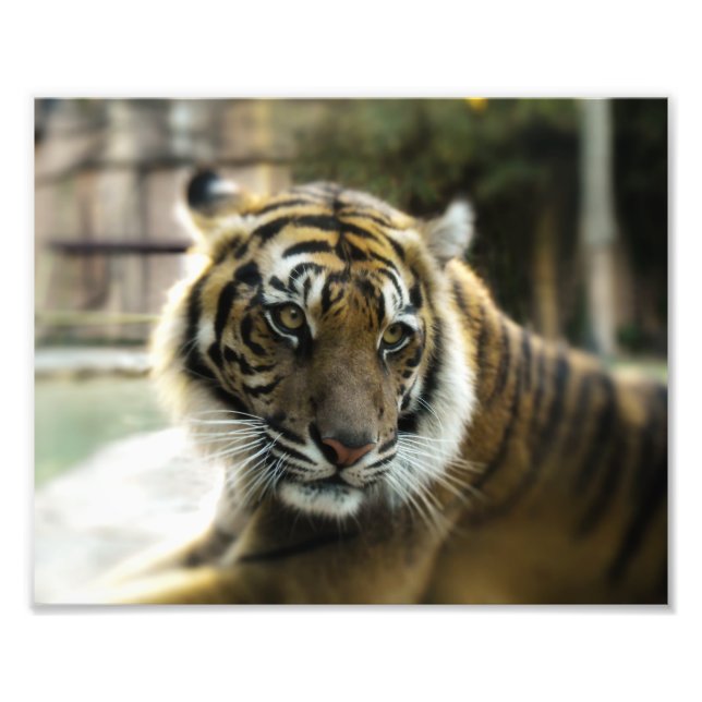 Bengal Tiger Photo Print (Front)