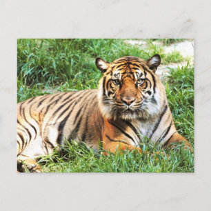 Bengal Tiger Photograph Post Card