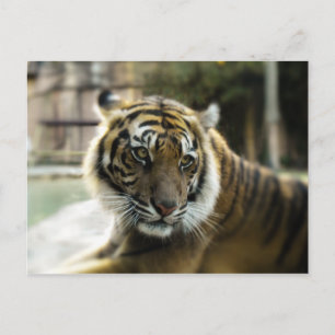 Bengal Tiger Postcard