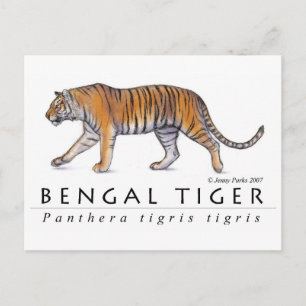 Bengal Tiger Postcard
