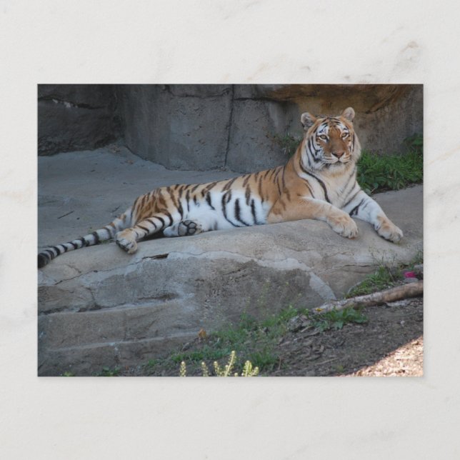 Bengal Tiger Postcard (Front)