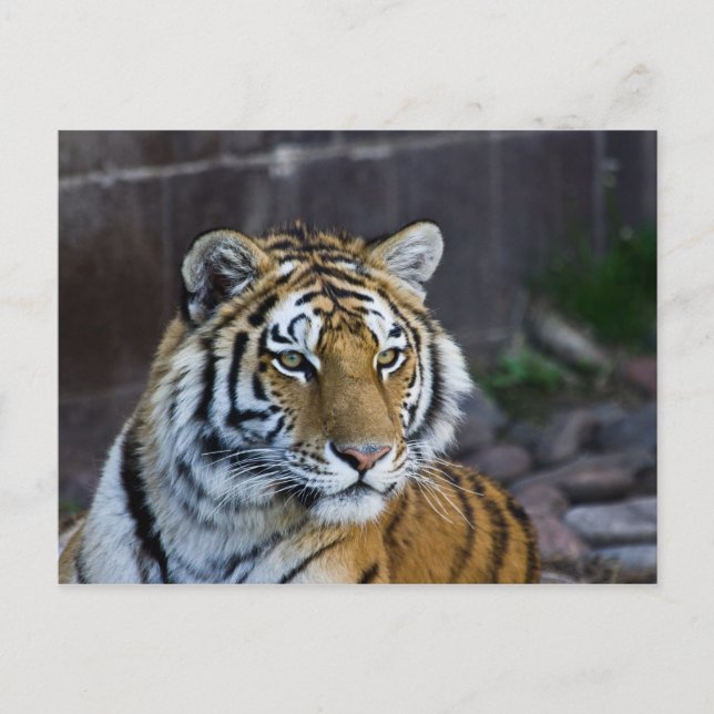Bengal Tiger Postcard (Front)