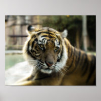 Bengal Tiger
