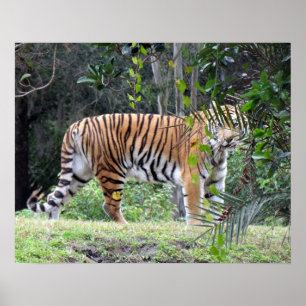 Bengal Tiger Poster