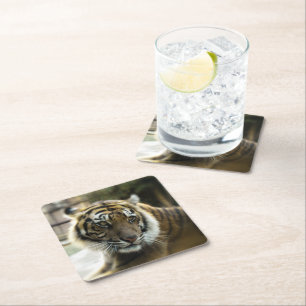 Bengal Tiger Square Paper Coaster