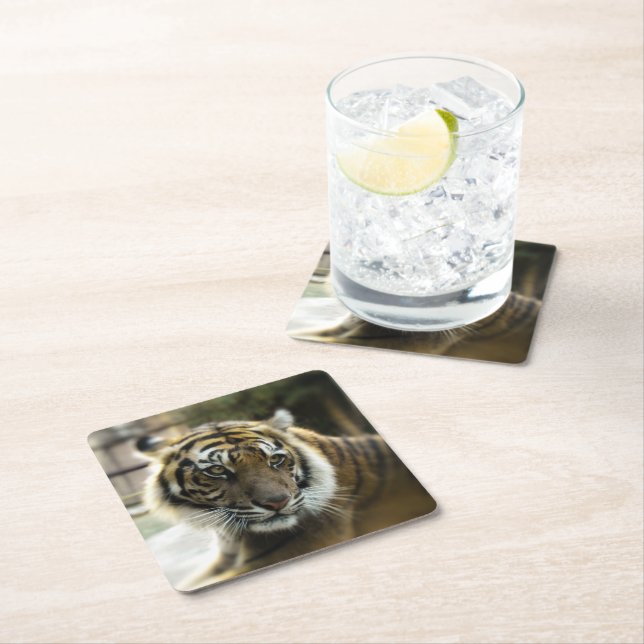 Bengal Tiger Square Paper Coaster (Insitu)