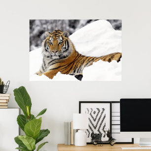 Bengal Tiger watching you from on the snow Poster