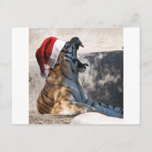 Bengal Tiger with a Santa Hat Holiday Postcard