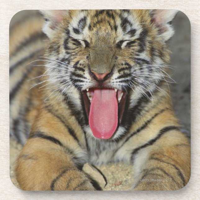 Bengal tiger yawning coaster (Front)