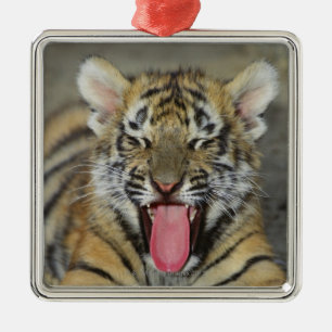 Bengal tiger yawning metal tree decoration