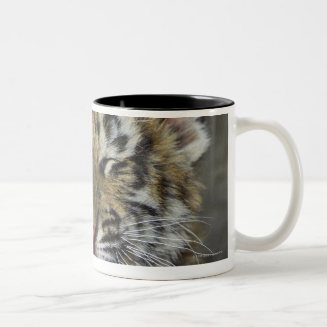 Bengal tiger yawning Two-Tone coffee mug (Right)
