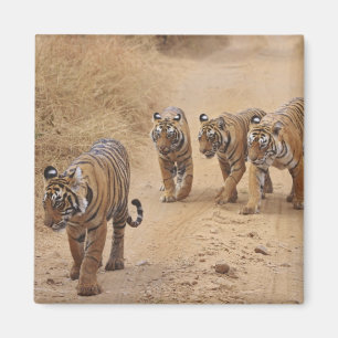 Bengal Tigers Magnet