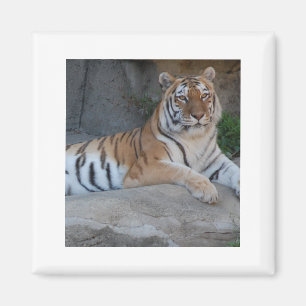 Bengal Tigers Magnet