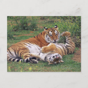 Bengal tigers playing postcard