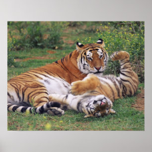 Bengal tigers playing poster