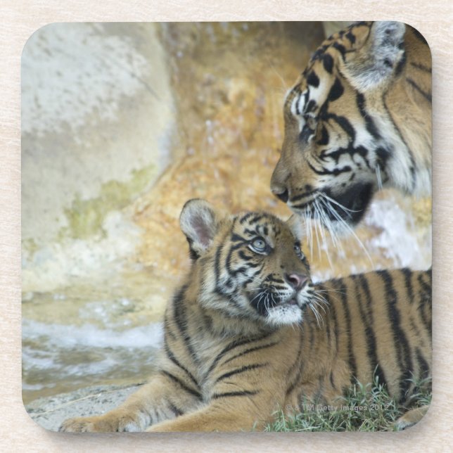 Bengal tigers relaxing coaster (Front)